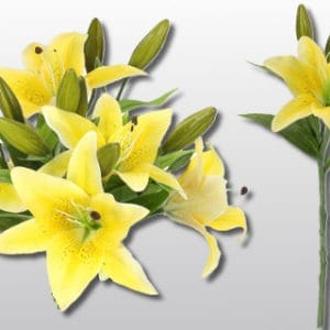 Final Fantasy 7 Aerith Costume