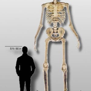 giant skeleton halloween decoration